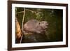 Beaver Sitting in a River, close Up-Digital Wildlife Scotland-Framed Photographic Print