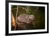 Beaver Sitting in a River, close Up-Digital Wildlife Scotland-Framed Photographic Print