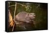 Beaver Sitting in a River, close Up-Digital Wildlife Scotland-Framed Stretched Canvas