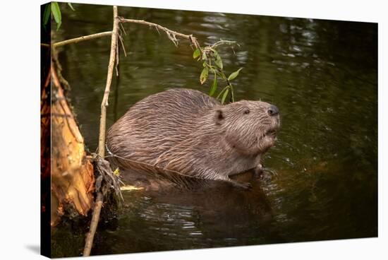 Beaver Sitting in a River, close Up-Digital Wildlife Scotland-Stretched Canvas