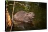 Beaver Sitting in a River, close Up-Digital Wildlife Scotland-Stretched Canvas