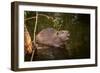 Beaver Sitting in a River, close Up-Digital Wildlife Scotland-Framed Photographic Print