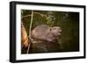 Beaver Sitting in a River, close Up-Digital Wildlife Scotland-Framed Photographic Print