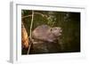 Beaver Sitting in a River, close Up-Digital Wildlife Scotland-Framed Photographic Print