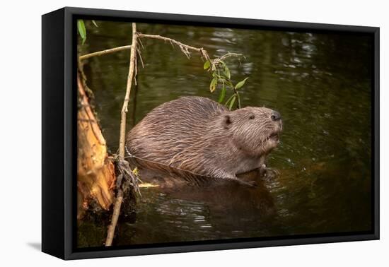 Beaver Sitting in a River, close Up-Digital Wildlife Scotland-Framed Stretched Canvas