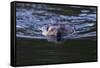 Beaver Swimming in Pond-Ken Archer-Framed Stretched Canvas