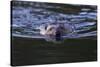 Beaver Swimming in Pond-Ken Archer-Stretched Canvas