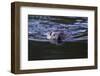 Beaver Swimming in Pond-Ken Archer-Framed Photographic Print