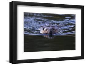 Beaver Swimming in Pond-Ken Archer-Framed Photographic Print