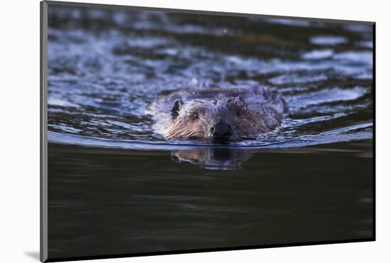 Beaver Swimming in Pond-Ken Archer-Mounted Photographic Print