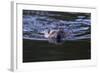 Beaver Swimming in Pond-Ken Archer-Framed Photographic Print