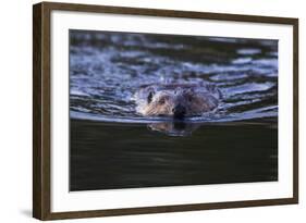 Beaver Swimming in Pond-Ken Archer-Framed Photographic Print