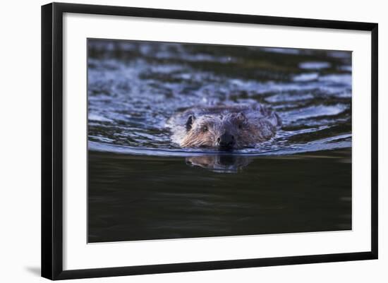 Beaver Swimming in Pond-Ken Archer-Framed Photographic Print