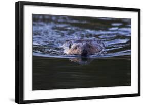 Beaver Swimming in Pond-Ken Archer-Framed Photographic Print