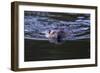 Beaver Swimming in Pond-Ken Archer-Framed Photographic Print
