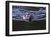 Beaver Swimming in Pond-Ken Archer-Framed Photographic Print