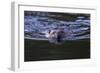 Beaver Swimming in Pond-Ken Archer-Framed Photographic Print