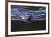 Beaver Swimming in Pond-Ken Archer-Framed Photographic Print