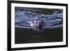 Beaver Swimming in Pond-Ken Archer-Framed Photographic Print