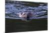 Beaver Swimming in Pond-Ken Archer-Mounted Photographic Print