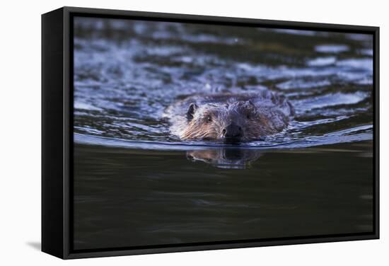 Beaver Swimming in Pond-Ken Archer-Framed Stretched Canvas