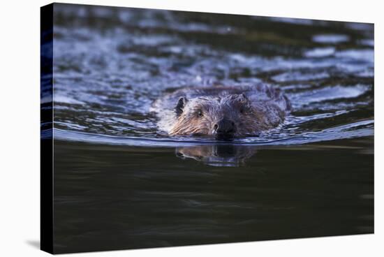 Beaver Swimming in Pond-Ken Archer-Stretched Canvas