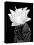 Beaver Tail Cactus Flower BW-Douglas Taylor-Stretched Canvas