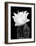 Beaver Tail Cactus Flower BW-Douglas Taylor-Framed Photographic Print