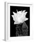 Beaver Tail Cactus Flower BW-Douglas Taylor-Framed Photographic Print