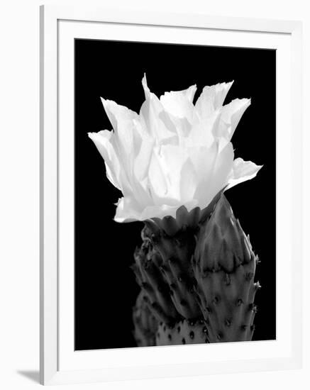 Beaver Tail Cactus Flower BW-Douglas Taylor-Framed Photographic Print