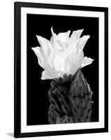 Beaver Tail Cactus Flower BW-Douglas Taylor-Framed Photographic Print