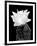 Beaver Tail Cactus Flower BW-Douglas Taylor-Framed Photographic Print