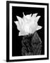 Beaver Tail Cactus Flower BW-Douglas Taylor-Framed Photographic Print