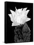 Beaver Tail Cactus Flower BW-Douglas Taylor-Framed Stretched Canvas