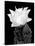 Beaver Tail Cactus Flower BW-Douglas Taylor-Stretched Canvas