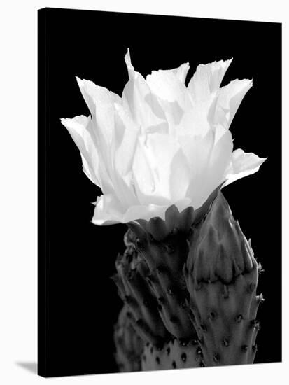 Beaver Tail Cactus Flower BW-Douglas Taylor-Stretched Canvas