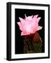 Beaver Tail Cactus Flower-Douglas Taylor-Framed Premium Photographic Print