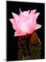 Beaver Tail Cactus Flower-Douglas Taylor-Mounted Premium Photographic Print