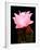 Beaver Tail Cactus Flower-Douglas Taylor-Framed Photographic Print