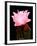 Beaver Tail Cactus Flower-Douglas Taylor-Framed Photographic Print