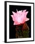 Beaver Tail Cactus Flower-Douglas Taylor-Framed Photographic Print