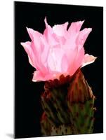 Beaver Tail Cactus Flower-Douglas Taylor-Mounted Photographic Print