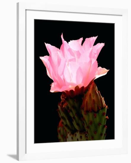 Beaver Tail Cactus Flower-Douglas Taylor-Framed Photographic Print