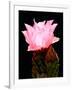 Beaver Tail Cactus Flower-Douglas Taylor-Framed Photographic Print
