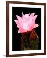 Beaver Tail Cactus Flower-Douglas Taylor-Framed Photographic Print