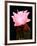 Beaver Tail Cactus Flower-Douglas Taylor-Framed Photographic Print