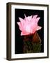 Beaver Tail Cactus Flower-Douglas Taylor-Framed Photographic Print