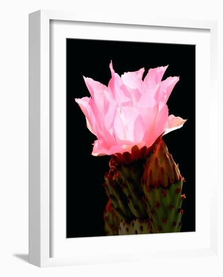 Beaver Tail Cactus Flower-Douglas Taylor-Framed Photographic Print