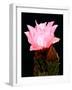 Beaver Tail Cactus Flower-Douglas Taylor-Framed Photographic Print