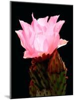 Beaver Tail Cactus Flower-Douglas Taylor-Mounted Photographic Print